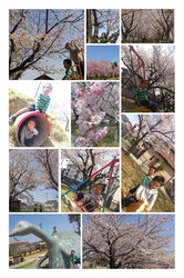 20130330さくらにさそわれて2-01.jpg