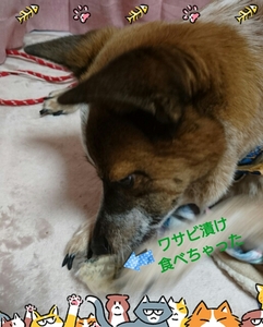 20170130213426820.jpg