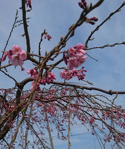 20170402094105310.jpg