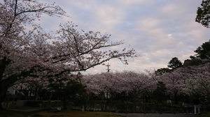 20180327222159528.jpg